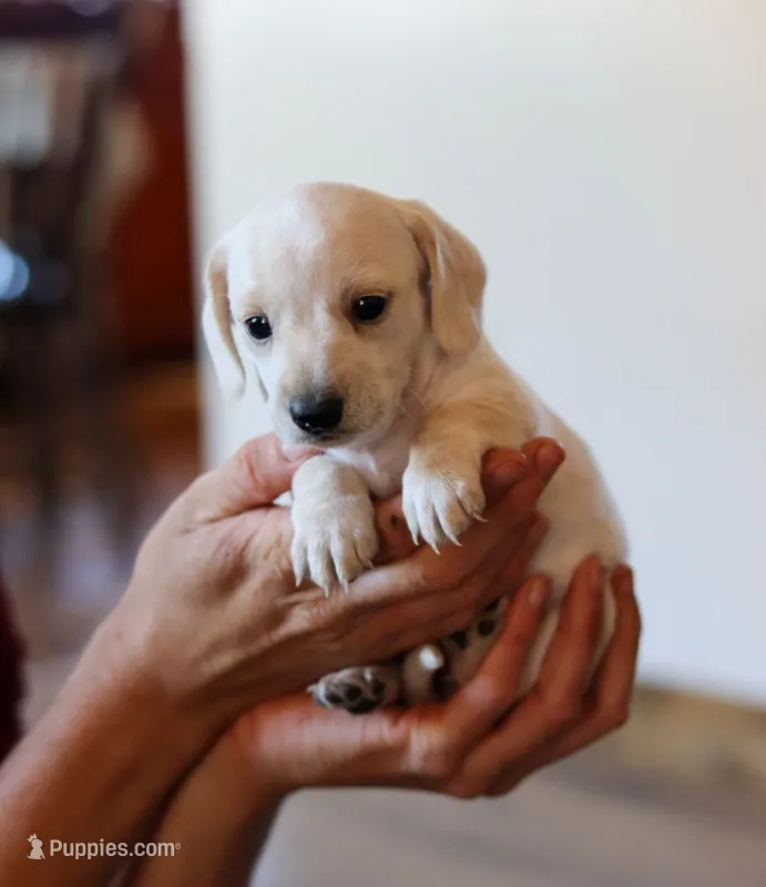 Ivy – Miniature Dachshund puppy for sale in Ontario, OR