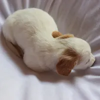 processed/4a6fcfc9-0f87-45f0-9238-49d553980ee5/listing/f69fcaaf-11d2-419e-9b18-0c4ede2b1b02/4504be78-2801-4b79-a2ca-309a195785a1