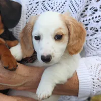 Hendrick, a male Miniature Dachshund for sale in Ontario, OR – Photo 4 of 5