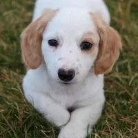 Hendrick, a male Miniature Dachshund for sale in Ontario, OR – Photo 1 of 5