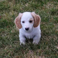 Hendrick, a male Miniature Dachshund for sale in Ontario, OR – Photo 3 of 5