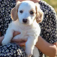 Hendrick, a male Miniature Dachshund for sale in Ontario, OR – Photo 2 of 5