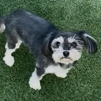 Ray, a female Morkie for sale in Santa Maria, CA – Photo 4 of 10