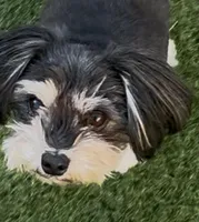 Ray, a female Morkie for sale in Santa Maria, CA – Photo 8 of 10