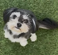 Ray, a female Morkie for sale in Santa Maria, CA – Photo 9 of 10