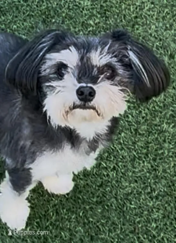 Ray, a female Morkie for sale in Santa Maria, CA – Photo 1 of 10