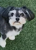 Ray, a female Morkie for sale in Santa Maria, CA – Photo 1 of 10