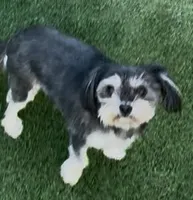 Ray, a female Morkie for sale in Santa Maria, CA – Photo 6 of 10