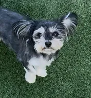 Ray, a female Morkie for sale in Santa Maria, CA – Photo 3 of 10