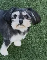 Ray, a female Morkie for sale in Santa Maria, CA – Photo 2 of 10