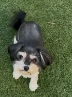 Ray, a female Morkie for sale in Santa Maria, CA – Photo 7 of 10