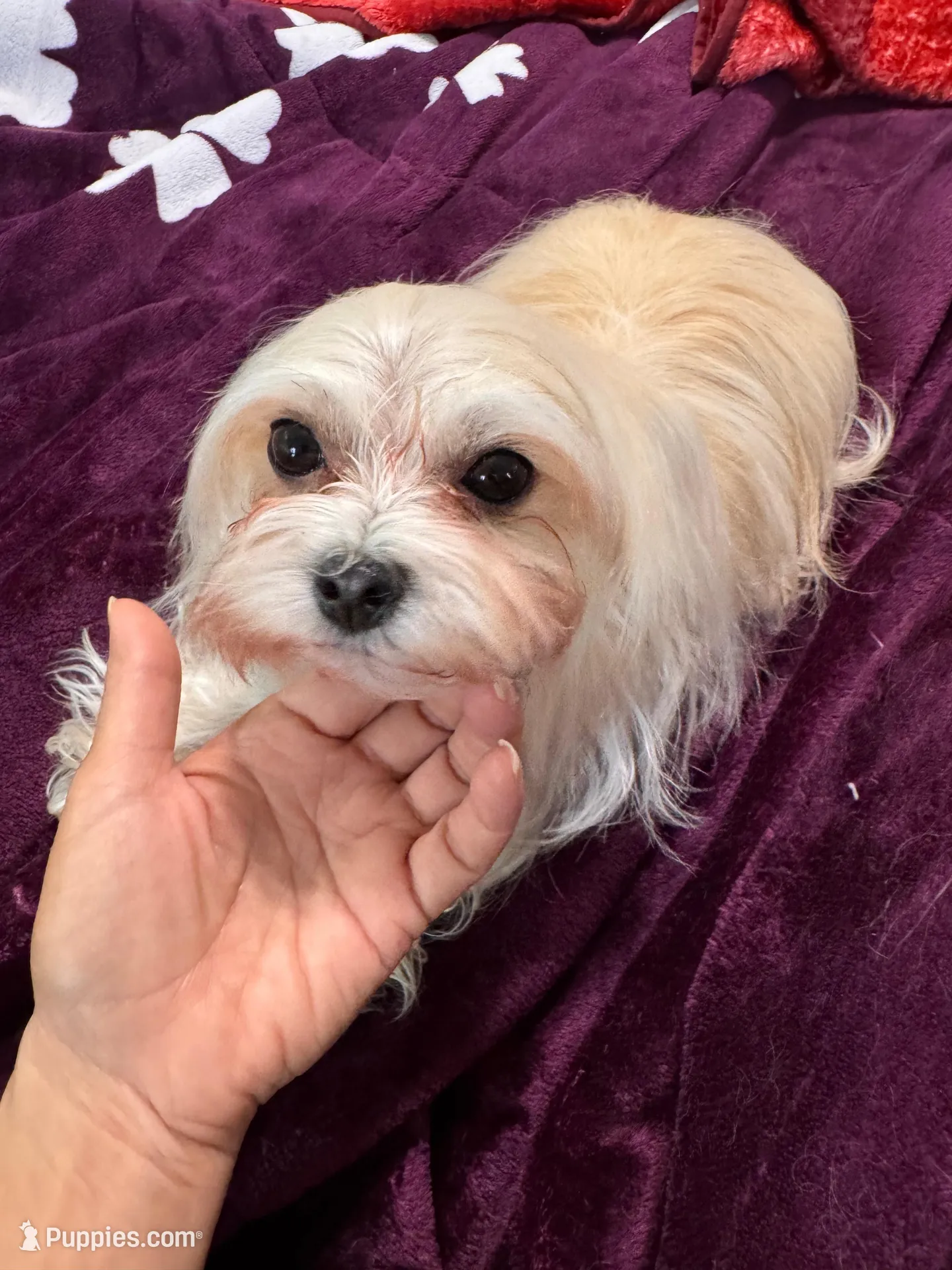 Foxy, a female Maltipoo for sale in Santa Maria, CA – Photo 10 of 10