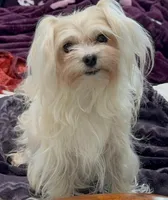 Foxy, a female Maltipoo for sale in Santa Maria, CA – Photo 1 of 10