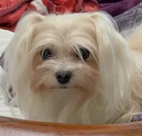 Foxy, a female Maltipoo for sale in Santa Maria, CA – Photo 3 of 10