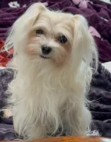 Foxy, a female Maltipoo for sale in Santa Maria, CA – Photo 8 of 10