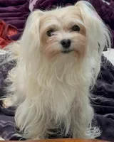 Foxy, a female Maltipoo for sale in Santa Maria, CA – Photo 2 of 10