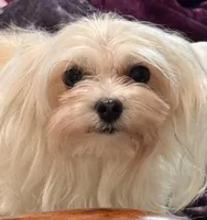 Foxy, a female Maltipoo for sale in Santa Maria, CA – Photo 6 of 10