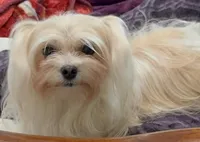 Foxy, a female Maltipoo for sale in Santa Maria, CA – Photo 4 of 10