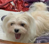 Foxy, a female Maltipoo for sale in Santa Maria, CA – Photo 7 of 10