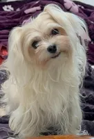 Foxy, a female Maltipoo for sale in Santa Maria, CA – Photo 5 of 10