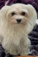 Foxy, a female Maltipoo for sale in Santa Maria, CA – Photo 9 of 10