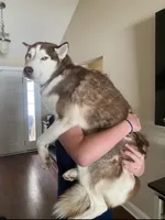 Koda, a male Siberian Husky for sale in Myrtle Beach, SC – 3 of 3