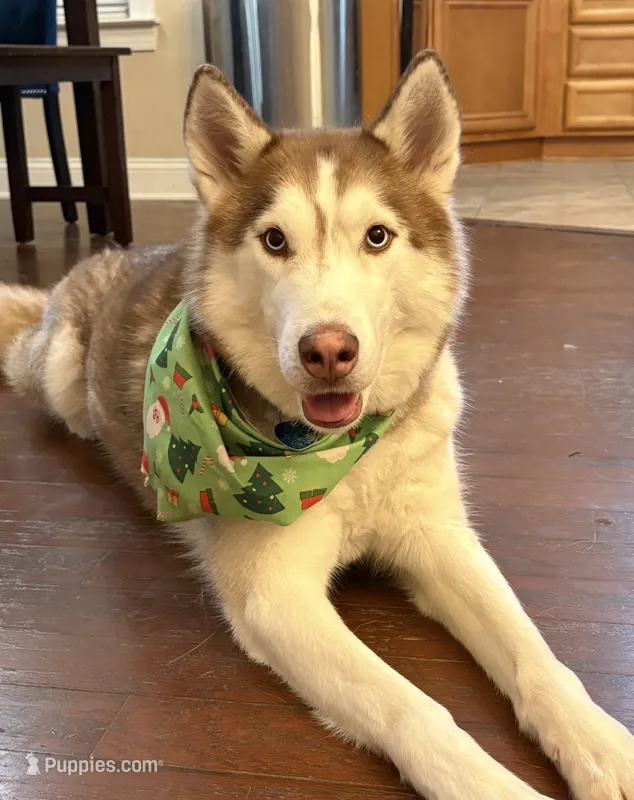 Koda, a male Siberian Husky for sale in Myrtle Beach, SC – 1 of 3
