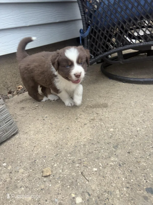 Charlie  – Australian Shepherd puppy for sale in South Kenosha, WI