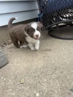 Charlie , a male Australian Shepherd for sale in South Kenosha, WI – Photo 1 of 4