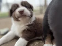 Charlie , a male Australian Shepherd for sale in South Kenosha, WI – Photo 2 of 4