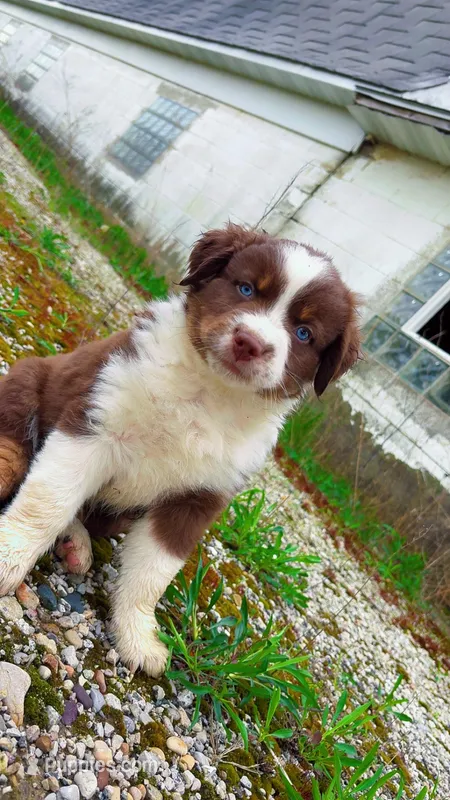 Charlie  – Australian Shepherd puppy for sale in South Kenosha, WI