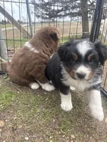 Fae- Spring Fairy , a female Australian Shepherd for sale in South Kenosha, WI – Photo 7 of 7