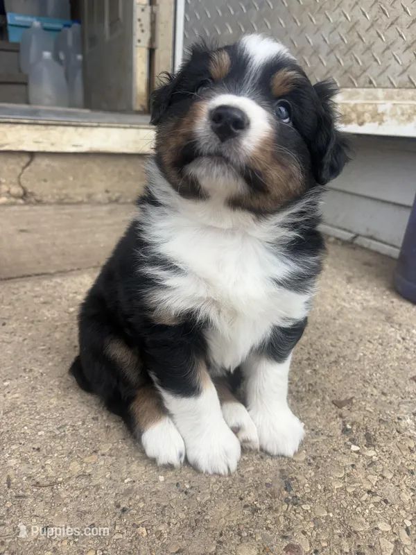 Fae- Spring Fairy  – Australian Shepherd puppy for sale in South Kenosha, WI