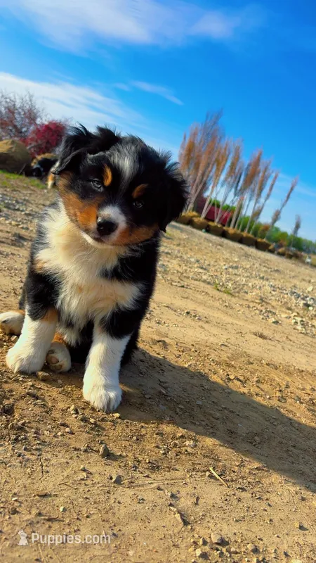 Fae- Spring Fairy  – Australian Shepherd puppy for sale in South Kenosha, WI