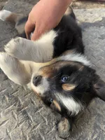 Fae- Spring Fairy , a female Australian Shepherd for sale in South Kenosha, WI – Photo 6 of 7