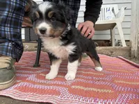 Fae- Spring Fairy , a female Australian Shepherd for sale in South Kenosha, WI – Photo 3 of 7