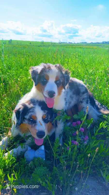Conker  – Australian Shepherd puppy for sale in South Kenosha, WI