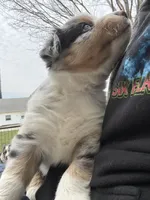 Boomer , a male Australian Shepherd for sale in South Kenosha, WI – Photo 2 of 7