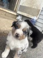 Boomer , a male Australian Shepherd for sale in South Kenosha, WI – Photo 6 of 7