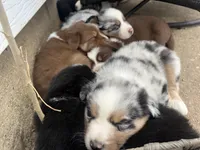 Boomer , a male Australian Shepherd for sale in South Kenosha, WI – Photo 7 of 7