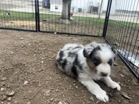 Boomer , a male Australian Shepherd for sale in South Kenosha, WI – Photo 3 of 7