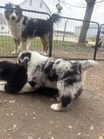 Boomer , a male Australian Shepherd for sale in South Kenosha, WI – Photo 4 of 7