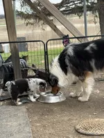 Boomer , a male Australian Shepherd for sale in South Kenosha, WI – Photo 5 of 7