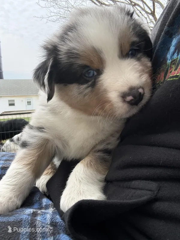 Boomer  – Australian Shepherd puppy for sale in South Kenosha, WI