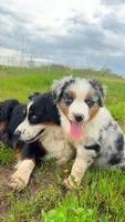 Chubbs , a male Australian Shepherd for sale in South Kenosha, WI – Photo 3 of 10