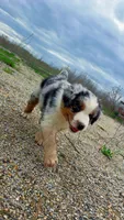Chubbs , a male Australian Shepherd for sale in South Kenosha, WI – Photo 6 of 10