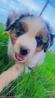 Chubbs , a male Australian Shepherd for sale in South Kenosha, WI – Photo 4 of 10