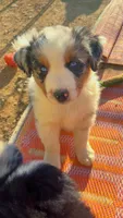 Chubbs , a male Australian Shepherd for sale in South Kenosha, WI – Photo 9 of 10