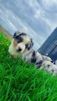 Chubbs , a male Australian Shepherd for sale in South Kenosha, WI – Photo 2 of 10