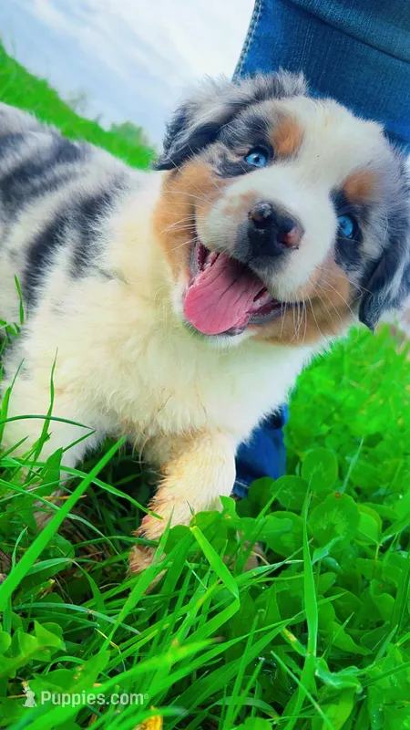 Chubbs  – Australian Shepherd puppy for sale in South Kenosha, WI